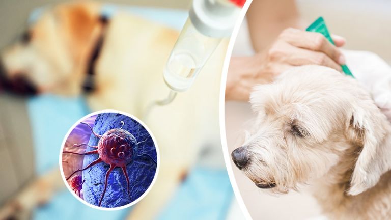 These 7 Products Are Causing Cancer In Your Pets