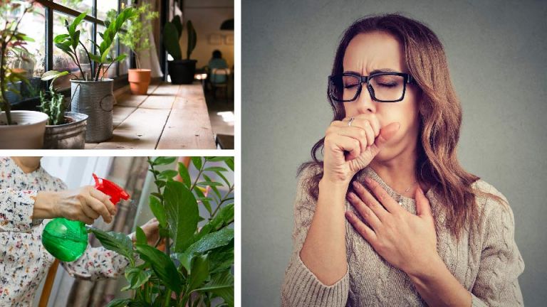 6 Indoor Plants To Cure Asthma, Bronchitis And More