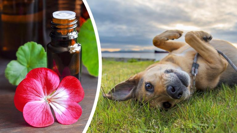 8 Natural Tick Deterrents To Protect Your Dogs This Summer