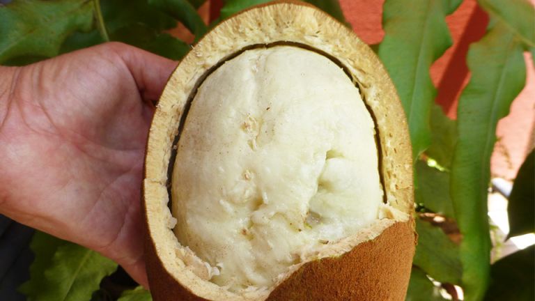 This Amazing Relative Of Chocolate Can Improve Skin, Hair And More