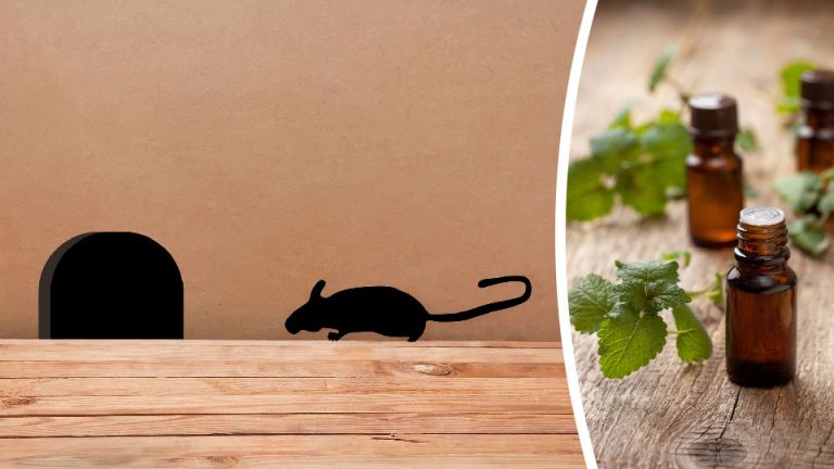 Critter Problems? 4 Home Remedies To Get Rid Of Mice Naturally
