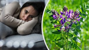 5 Trending Adaptogenic Herbs To Reduce Anxiety And Depression