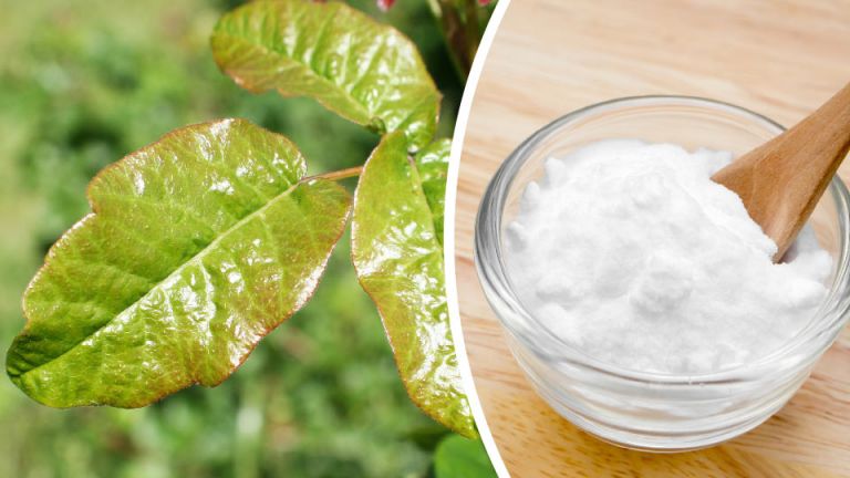 7 Natural Poison Oak Remedies (Plus Homemade Calamine Lotion Recipe)