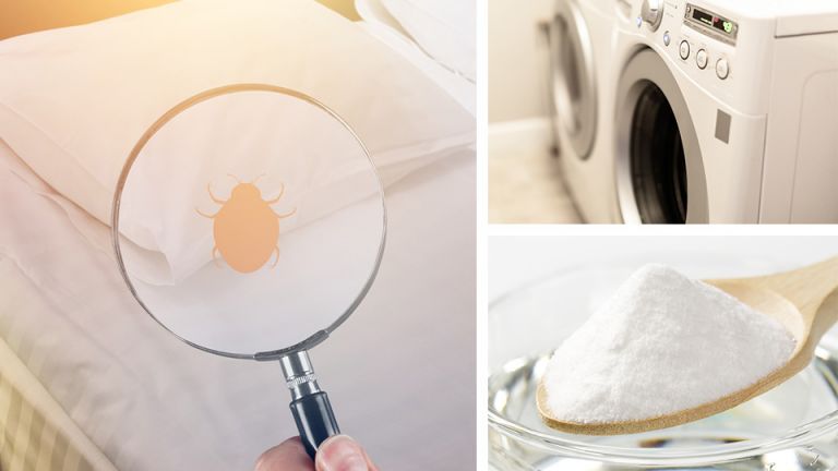 How To Destroy Bed Bugs In 72 Hours