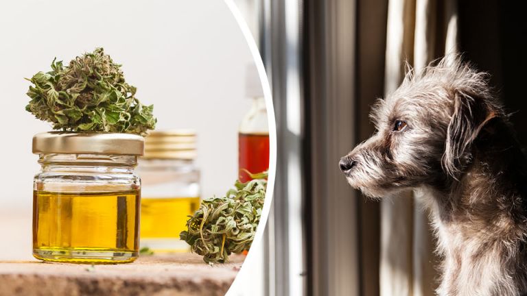 Anxious Pets? Here’s How Hemp Can Help