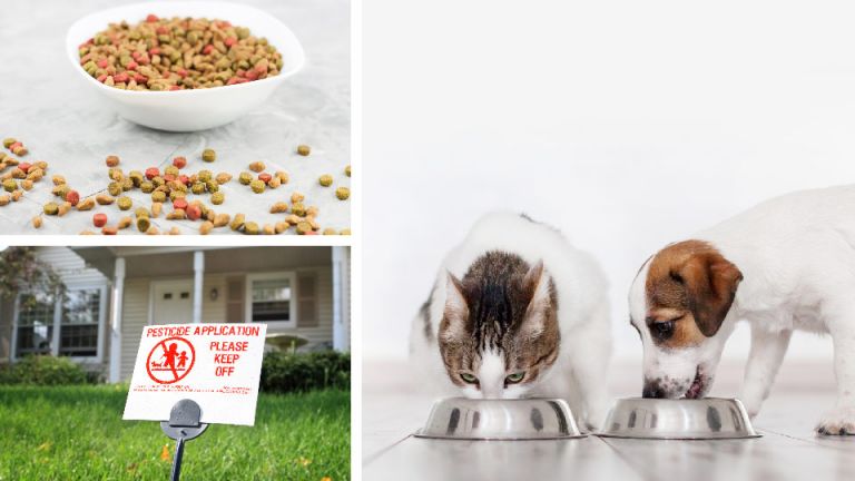 5 Reasons Why Your Pets Are Dying From Cancer So Young (And What To Do)