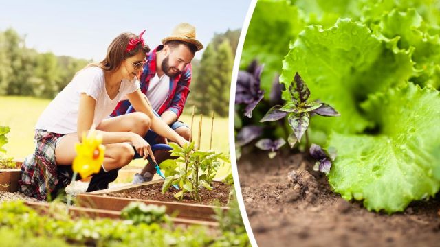 6oftheeasiestplantstogrowwhenyourejuststartingyourgarden_960x540