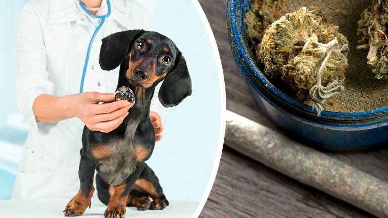 Marijuana Poisoning Up For Dogs: Here’s How To Keep Your Pet Safe