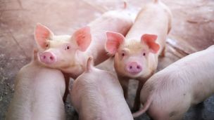 Top 5 Reasons Why You Should Eat Rendered Pig Blubber (AKA Lard)