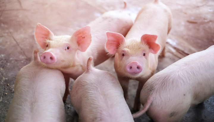 Top 5 Reasons Why You Should Eat Rendered Pig Blubber (AKA Lard)