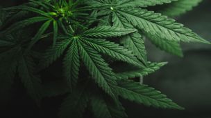 “Right to Try” Law Includes Potentially Harmful Experimental Drugs But Not Medicinal Marijuana