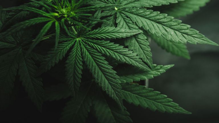 “Right to Try” Law Includes Potentially Harmful Experimental Drugs But Not Medicinal Marijuana