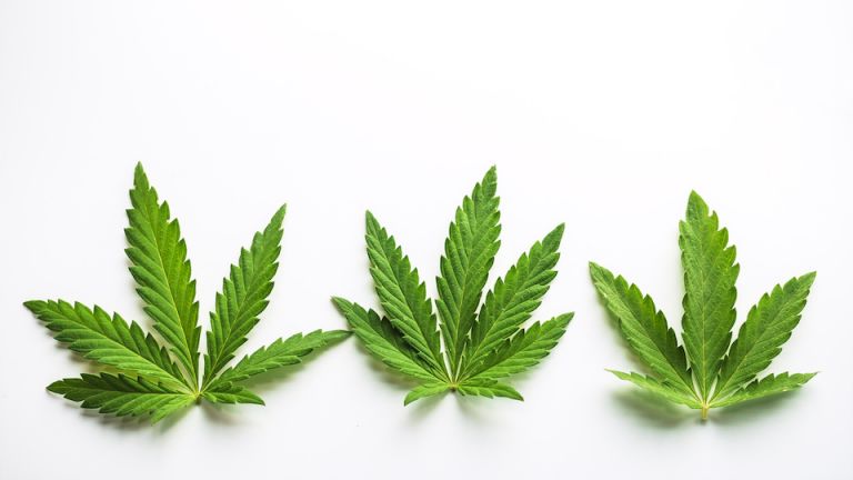 Cracking the Top 9 CBD Myths: What You Need to Know