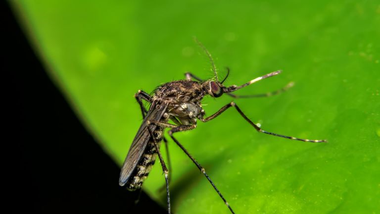 Beware: Brain Eating Mosquitoes Found In Florida