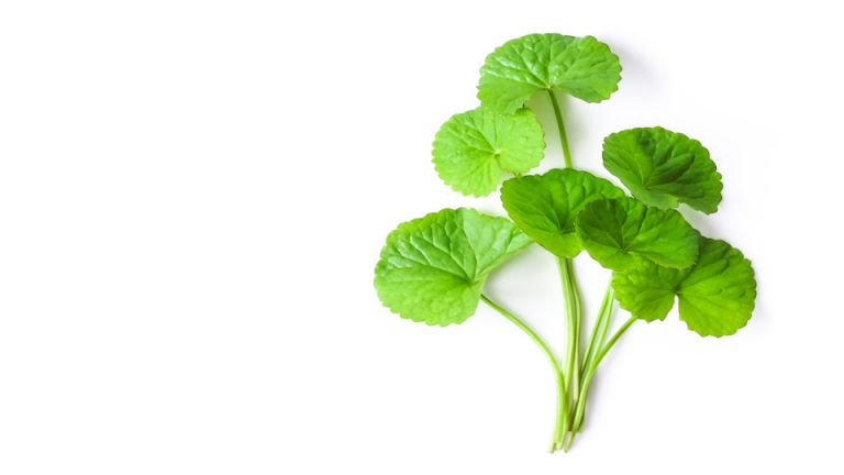 If You Want a Better Period Embrace These 7 Herbs