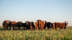 Why You Should be Eating Grass-Fed Beef for Your Immune System