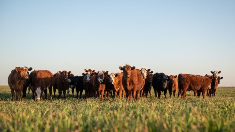 Why You Should be Eating Grass-Fed Beef for Your Immune System