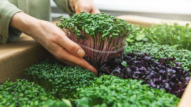 The Ultimate Survival Food Anyone Can Grow, Ready in 7 Days