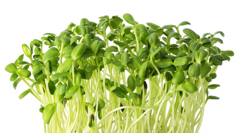 A Tiny, Yet Powerful Crop Anyone Can Grow (and they are delicious too)