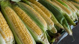 6 Truths About Corn That May Shock You
