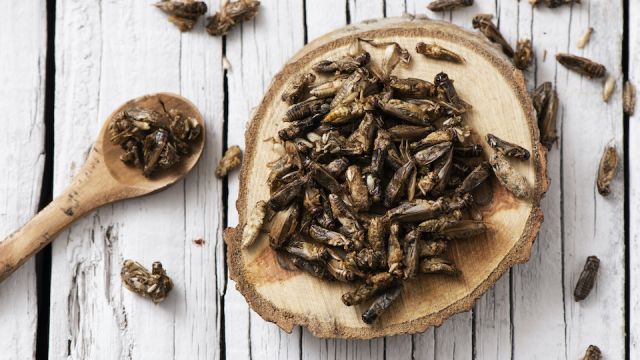 edible seasoned fried crickets