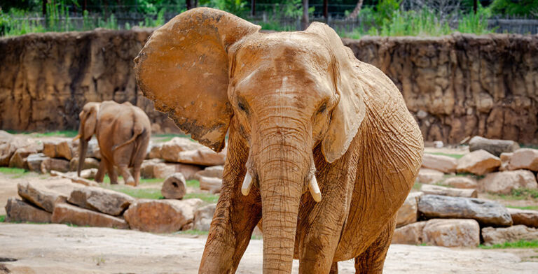 Court Rules Elephants Aren’t Human, Can’t Sue Zoo for Release