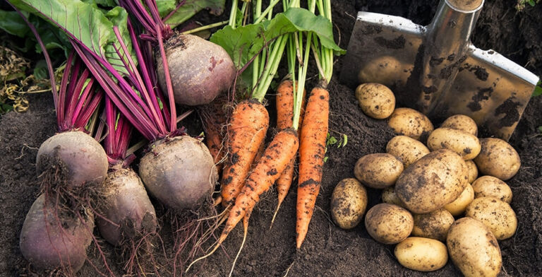 “God-Intended” Foods Are the Answer to America’s Health Crisis, Expert Warns