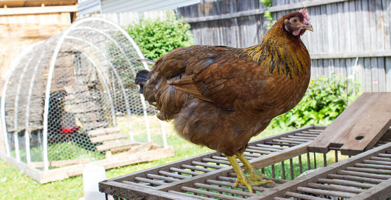 Are My Backyard Chickens Safe from Bird Flu?