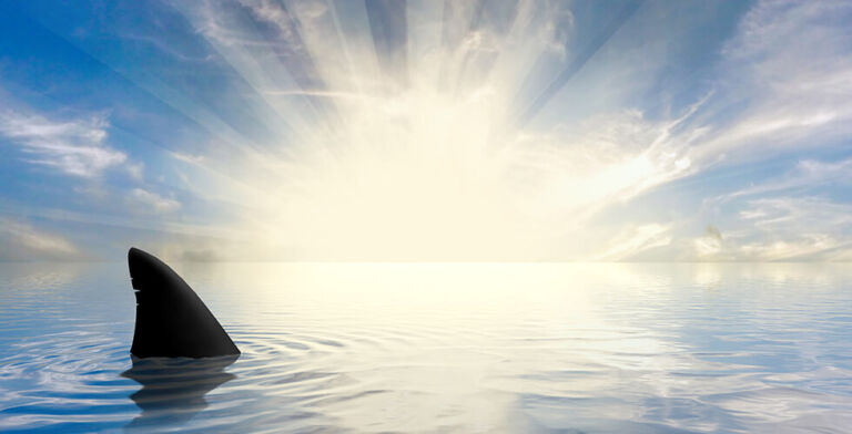 Could This 400-Year-Old Shark Hold the Key to Human Longevity?