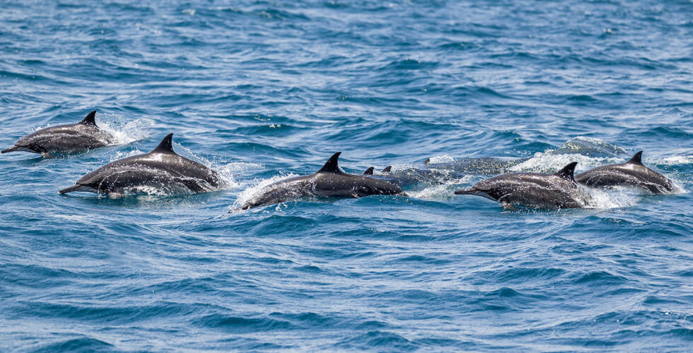 Flying Eyebrows? Rare Dolphin Superpod of 2,000+ Puts on Jaw-Dropping Show