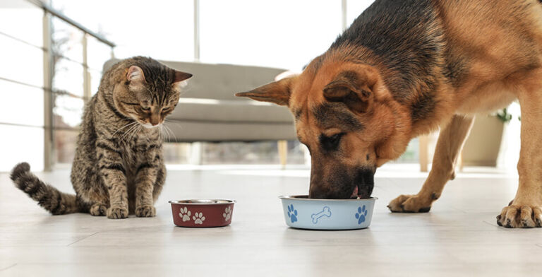 Protecting Your Pets from Bird Flu: Simple Ways to Stay Safe