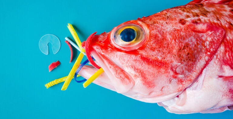 Risks from Microplastics in U.S. Seafood