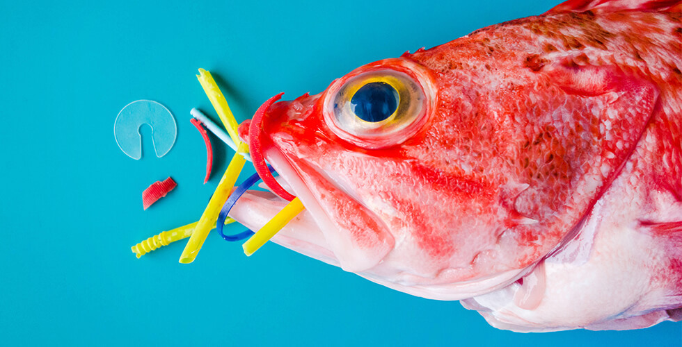 Risks from Microplastics in U.S. Seafood