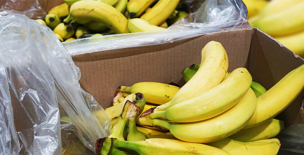Venomous Snake Found in Bananas at a New Hampshire Grocery Store