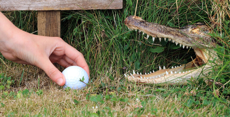 Celebrity Gator: Fred Becomes a Local Legend at Parris Island Golf Course
