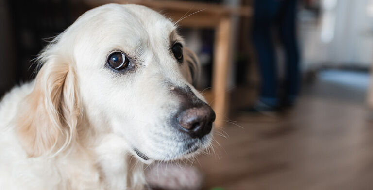 Dogs Speak, But Are We Listening? How to Better Understand Your Furry Friend