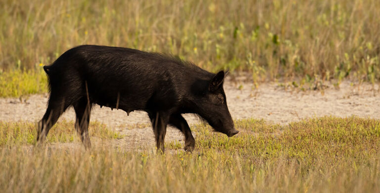 Florida Man Eats Wild Pig, Contracts Rare Biothreat Bacteria—Here’s Why You Should Think Twice