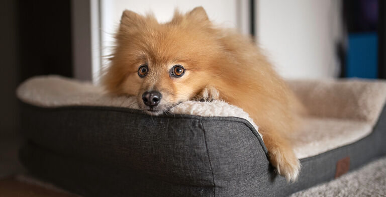 How Often Should You Wash Your Dog’s Bed to Prevent Bacteria?