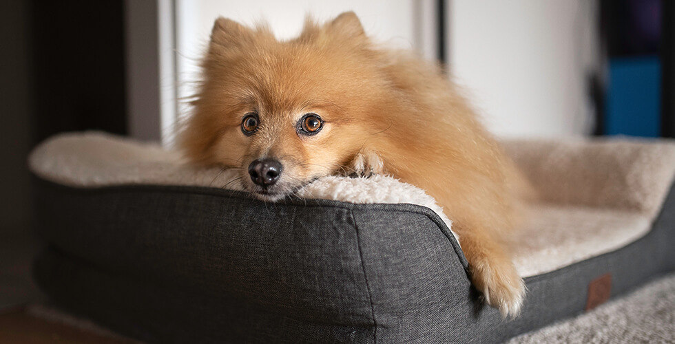 HowOftenShouldYouWashYourDogsBedtoPreventBacteria_AltDaily_980x500