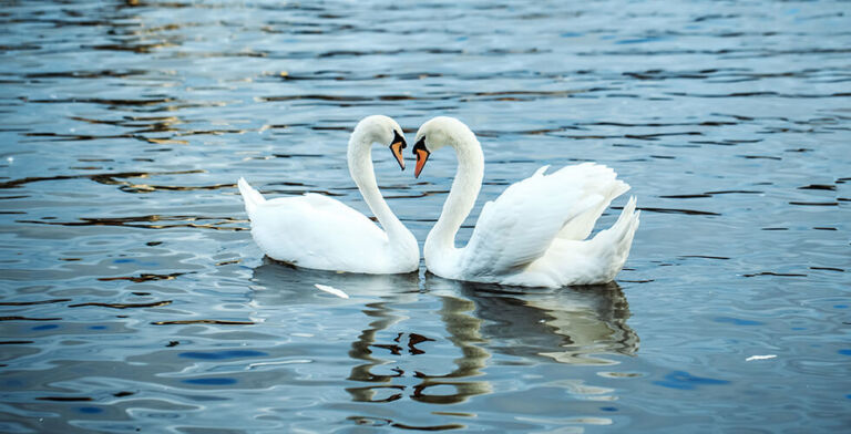 Loyal Animals—And What Humans Can Learn from Them