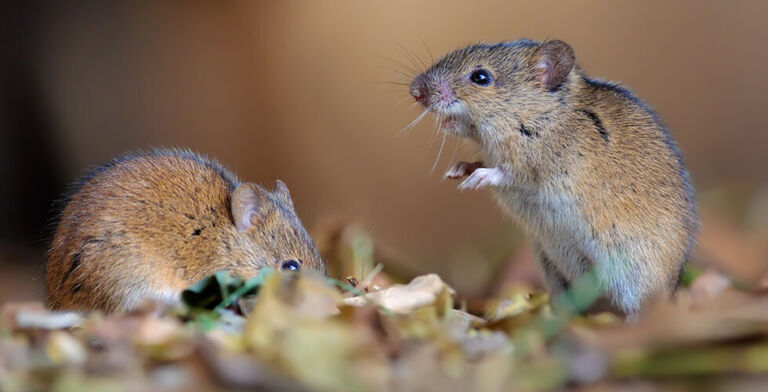 Mouse-to-Mouse CPR? Rodents Try to Revive Their Unconscious Buddies
