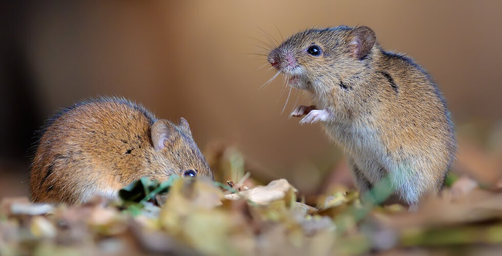 Mouse-to-Mouse CPR? Rodents Try to Revive Their Unconscious Buddies