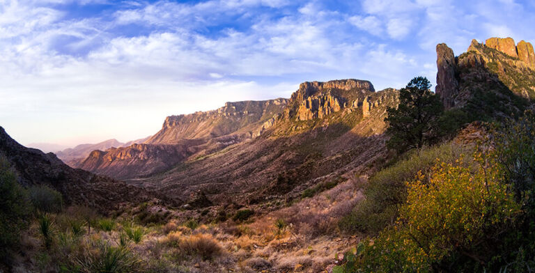 Rare Desert Sunflower May Hold Anti-Cancer and Anti-Inflammatory Benefits