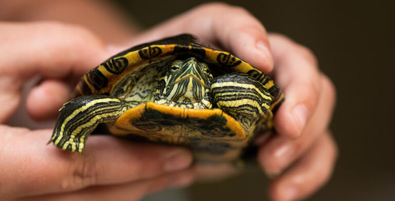 TSA Busts Man Smuggling Live Turtle… In His Pants