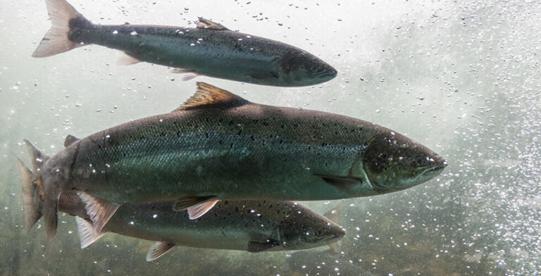 From Stream to Skin: Why Salmon Sperm is Beauty’s Newest Secret Weapon