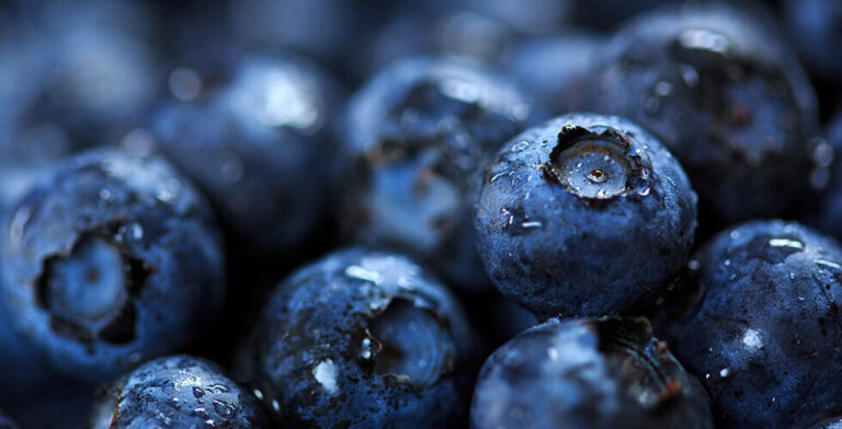 New Research Confirms Blueberries Improve Gut Microbiome and Cholesterol Markers