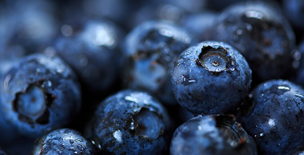 New Research Confirms Blueberries Improve Gut Microbiome and Cholesterol Markers