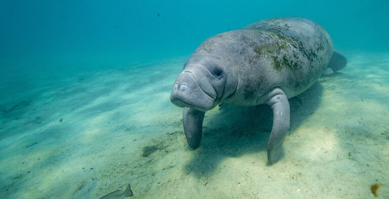 Saving the Manatees Means Saving Florida’s Waters—Before It’s Too Late