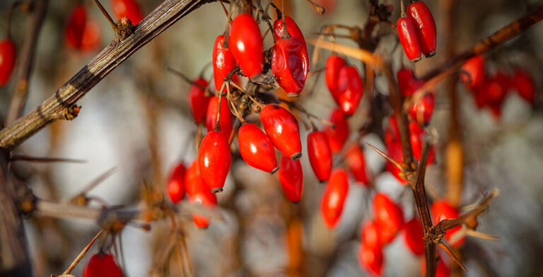 This Ancient Plant Compound Is Turning Heads—Here’s Why Everyone’s Talking About Berberine