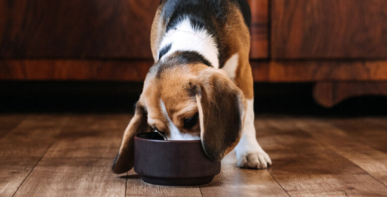 Warning: Two Pet Foods Recalled Over Listeria and Salmonella Risks—Check Your Cabinet Now